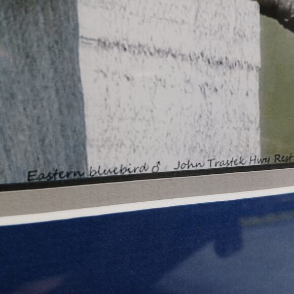 Eastern Male Bluebird, R T Wallen Photography Art Print, Matted & Framed 18x15" - Picture 3 of 9